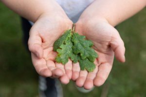 childs hands holding an oak leaf
